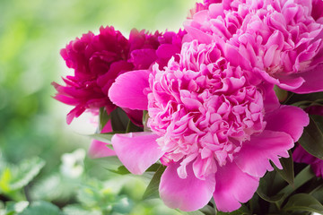 Paeonia flowers close up