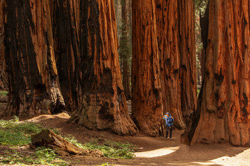 Mother with infant visit Sequoia national park in California, USA