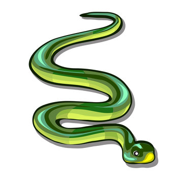 Green snake isolated on white background. Vector cartoon close-up illustration.