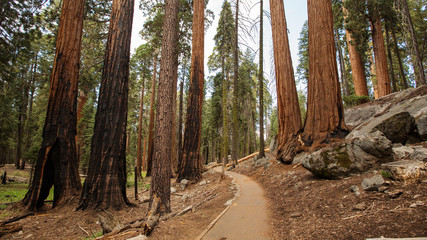 Sunset in Sequoia national park in California, USA