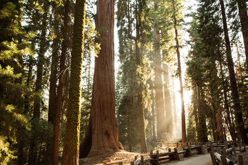 Sunset in Sequoia national park in California, USA
