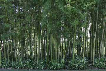 Front view of bamboo canes