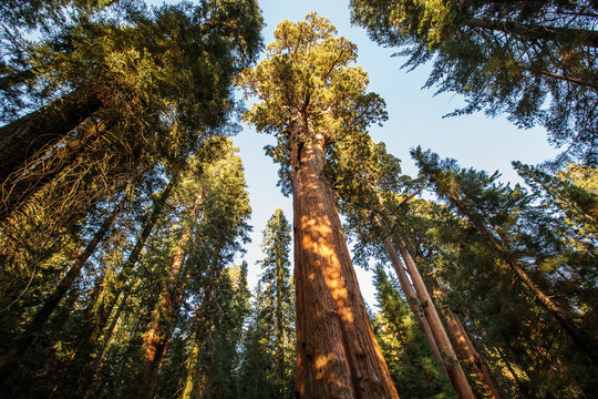 Sunset in Sequoia national park in California, USA © Maygutyak