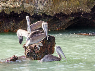Karibischer Traumurlaub: Pelikane, Fregattvögel auf Los Haitises / Samara / Dominikanische...