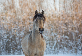 Obraz na płótnie Canvas Portrait of a stallion in winter