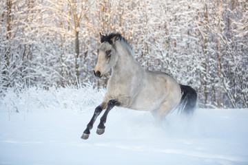 Fototapeta na wymiar The stallion is sporting in the winter forest
