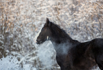 Portrait of a foal in winter