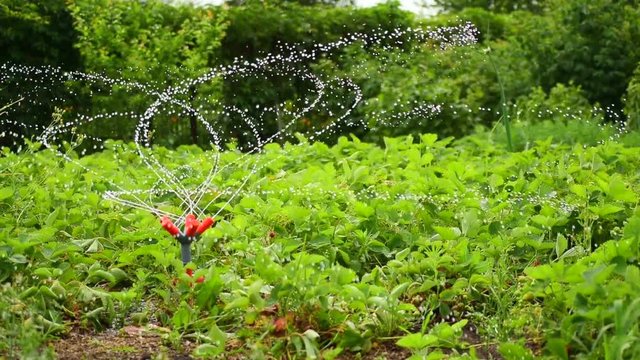 Sprinkler in the garden watering plants. Slowmotion
