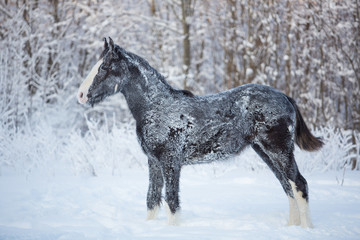 Naklejka na ściany i meble Foal in the snow