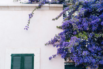 House facade with purple flowers