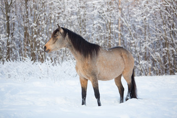 Naklejka na ściany i meble Stallion in the winter forest