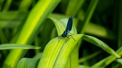 Kleine Libelle in der Natur