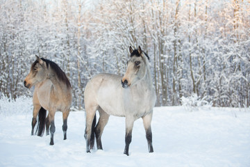 Obraz na płótnie Canvas Horses in the winter forest