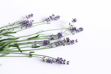 Styled stock photo. Decorative still life floral composition. Fresh flowers of lavender isolated on white wooden background . Empty space for your text.Nature concept.