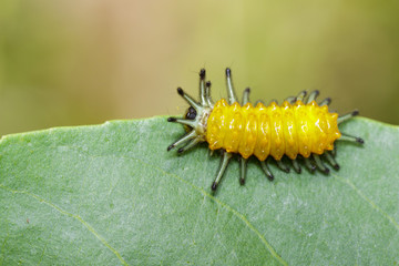 Image of an amber caterpillar on green leaf. Insect. Animal.