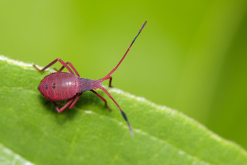 Image of red bug (Hemiptera) on green leaf. Insect. Animal.