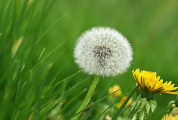 Closeup of Dandelion seeds