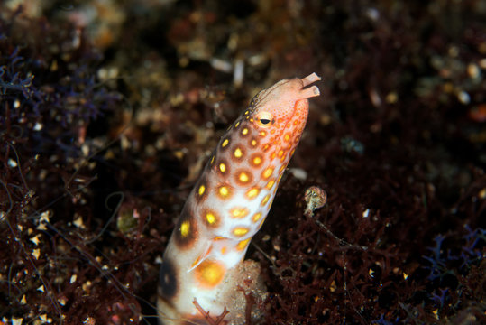 Yellow spotted snake eel, Ophichthus polyophthalmus, Alor Indonesia