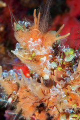 Cluster of ascidian Alor Indonesia