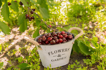 Basket with cherries in the garden. Ripe sweet cherries in a basket. Harvest of sweet cherries. Summer gardening season. 
