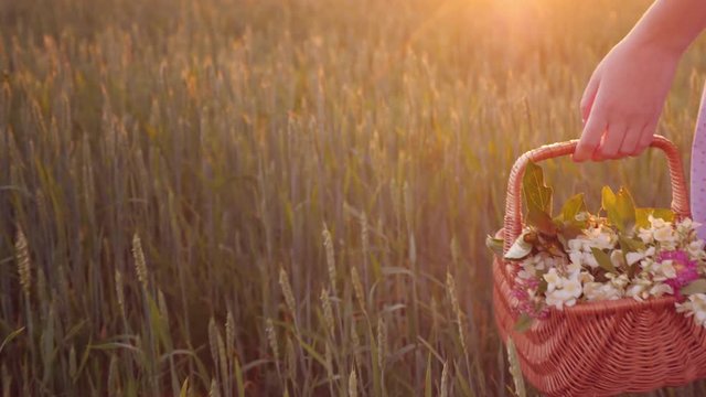 A woman carries a basket with wild flowers in her hand. There is a green meadow, beautiful glare of the sun. Romantic Walk Concept