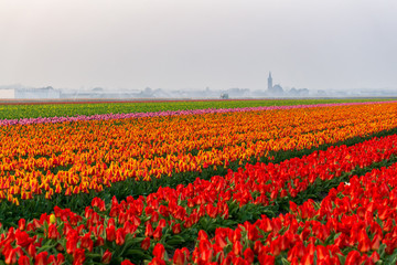Fototapeta premium Beautiful tulips fields in the Netherlands in spring under a sunrise sky, Amsterdam, Netherlands