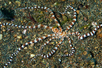 Wonderpus octopus, Wunderpus photogenicus, Sulawesi Indonesia