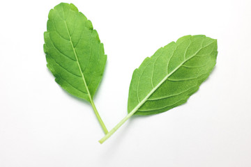 Obraz premium Plants 