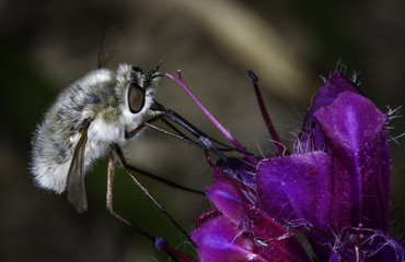 Bee fly drinking nectar © Diarmuid