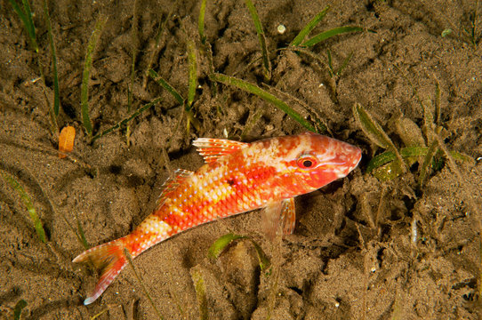 「Parupeneus」の画像 93 件の Stock 写真、ベクターおよびビデオ Adobe Stock