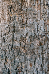 Bark