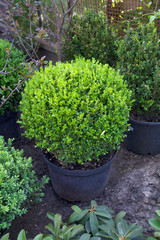 Fototapeta na wymiar Buxus sempervirens potted shrub