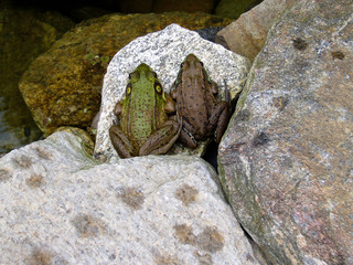 brown and green leopard frogs on the rocks top