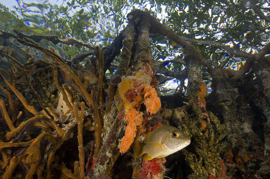 Snappers, Lutjanus apadus, under colorful  mangrove roots, Tobacco Cay Belize.