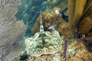 Yellow stingray, Urolophus jamaicensis, Tobacco Cay, Belize.
