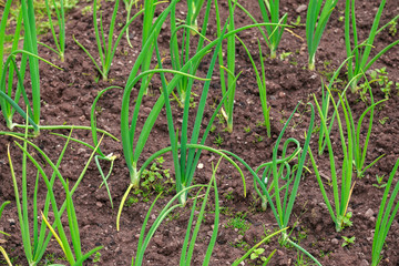 green sprout onions growing in the garden