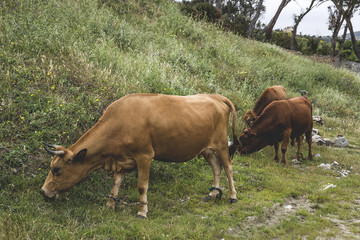 free cows in the field