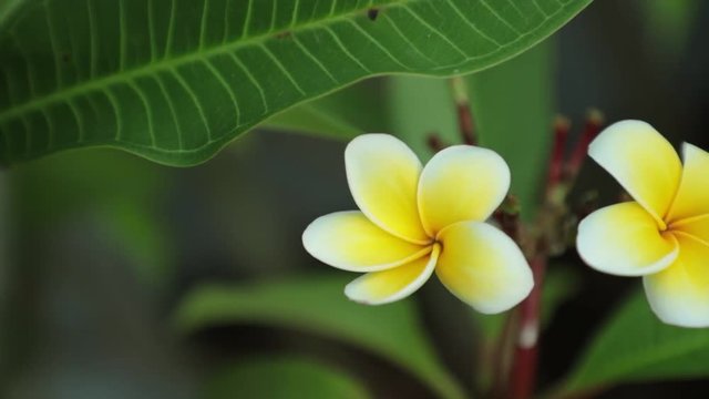 Plumeria rubra or common frangipani flowering tree with white and yellow blooming flowers and vibrant green foliage, panning panoramic high definition stock footage video clip.