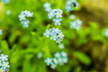 Blue field flower. Wild flower. Blue handicraft flower.