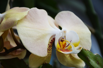 Beautiful yellow Orchid