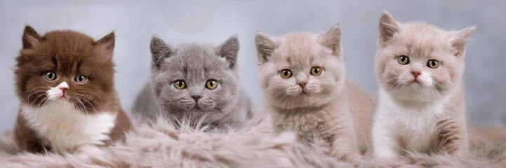 BKH und BLH - vier Kitten - Katzenbabys - extrem süß und sehr hübsch