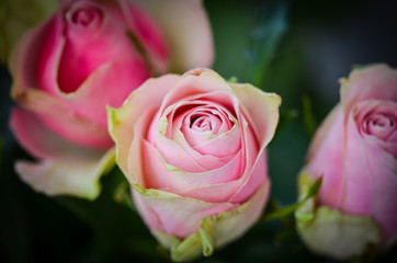 mix bunch of roses close up