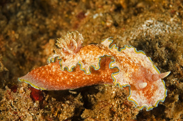 Nudibranch Chromodoris cincta, Sulawesi Indonesia.