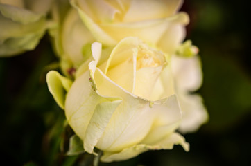 Fototapeta na wymiar mix bunch of roses close up