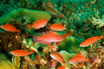 Filamented flasher wrasses male and harem of females, Paracheilinus filamentosus, Sulawesi Indonesia