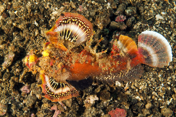 Spiny devilfish, Inimicus didactylus, Sulawesi Indonesia.