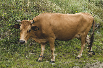 Naklejka na ściany i meble free cows in the field