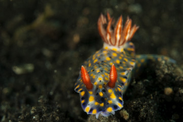 Nudibranch, Hypselodoris obscura, Sulawesi Indonesia.