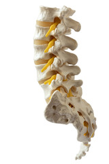 Lumbar spine model isolated on white background