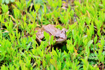 Frog in grass. A frog in the wild.